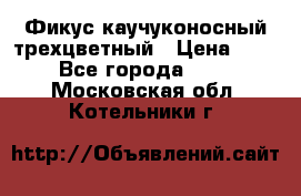 Фикус каучуконосный трехцветный › Цена ­ 500 - Все города  »    . Московская обл.,Котельники г.